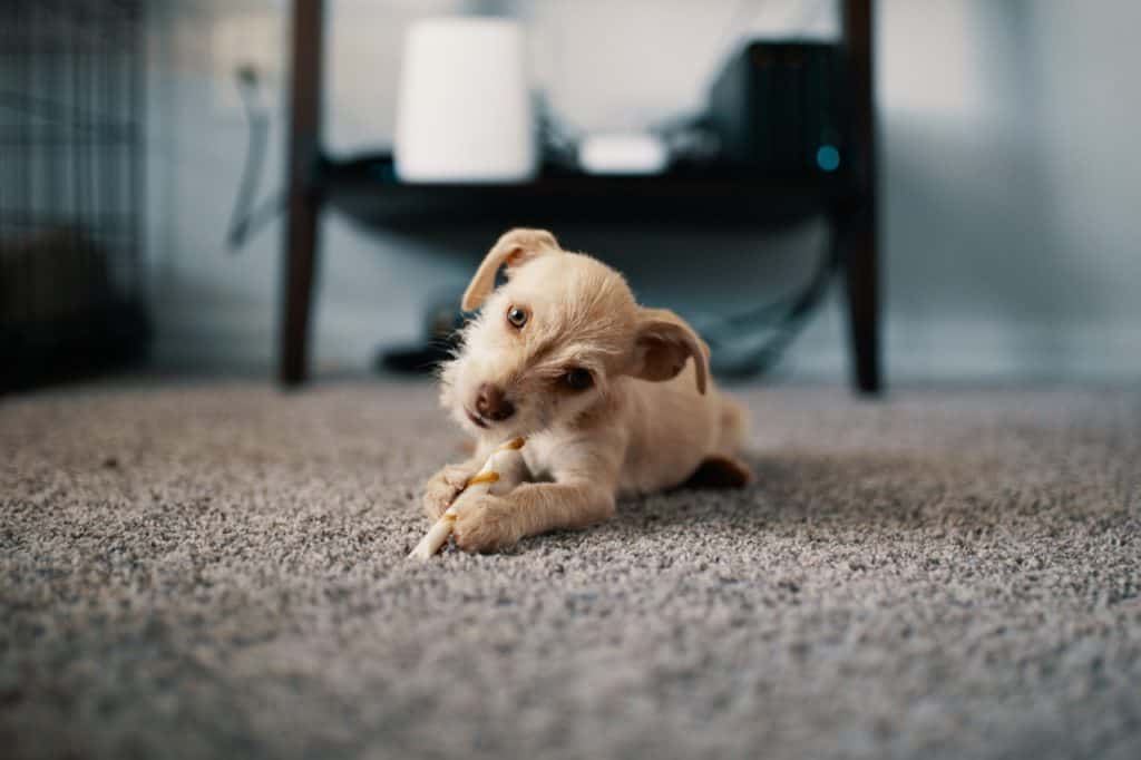 Pet Odor and Stains — Buyher's Carpet & Upholstery Cleaning