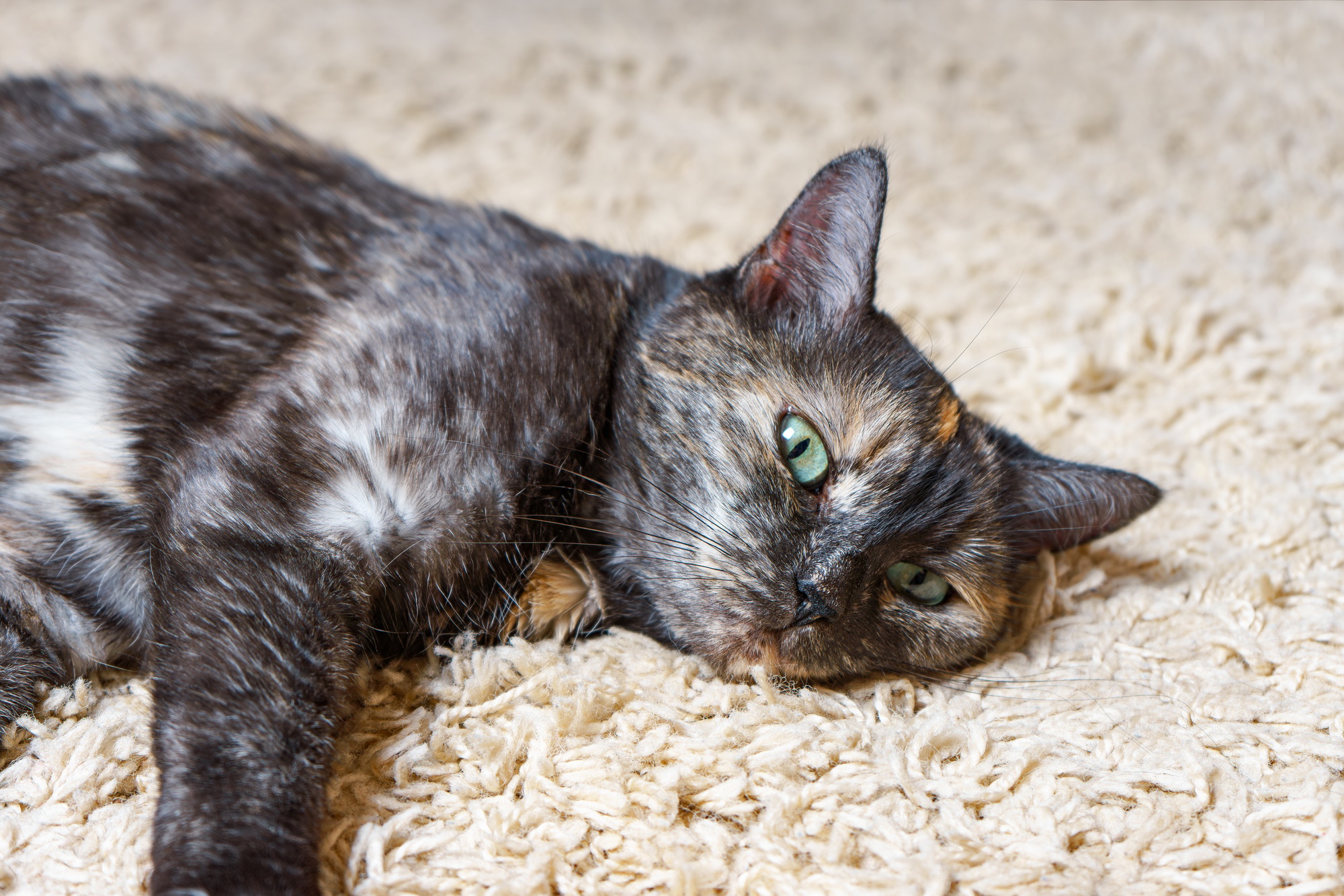 Domestic Tortoiseshell Cat Lies On The Carpet In Room, Sleeping Pet Inside House.