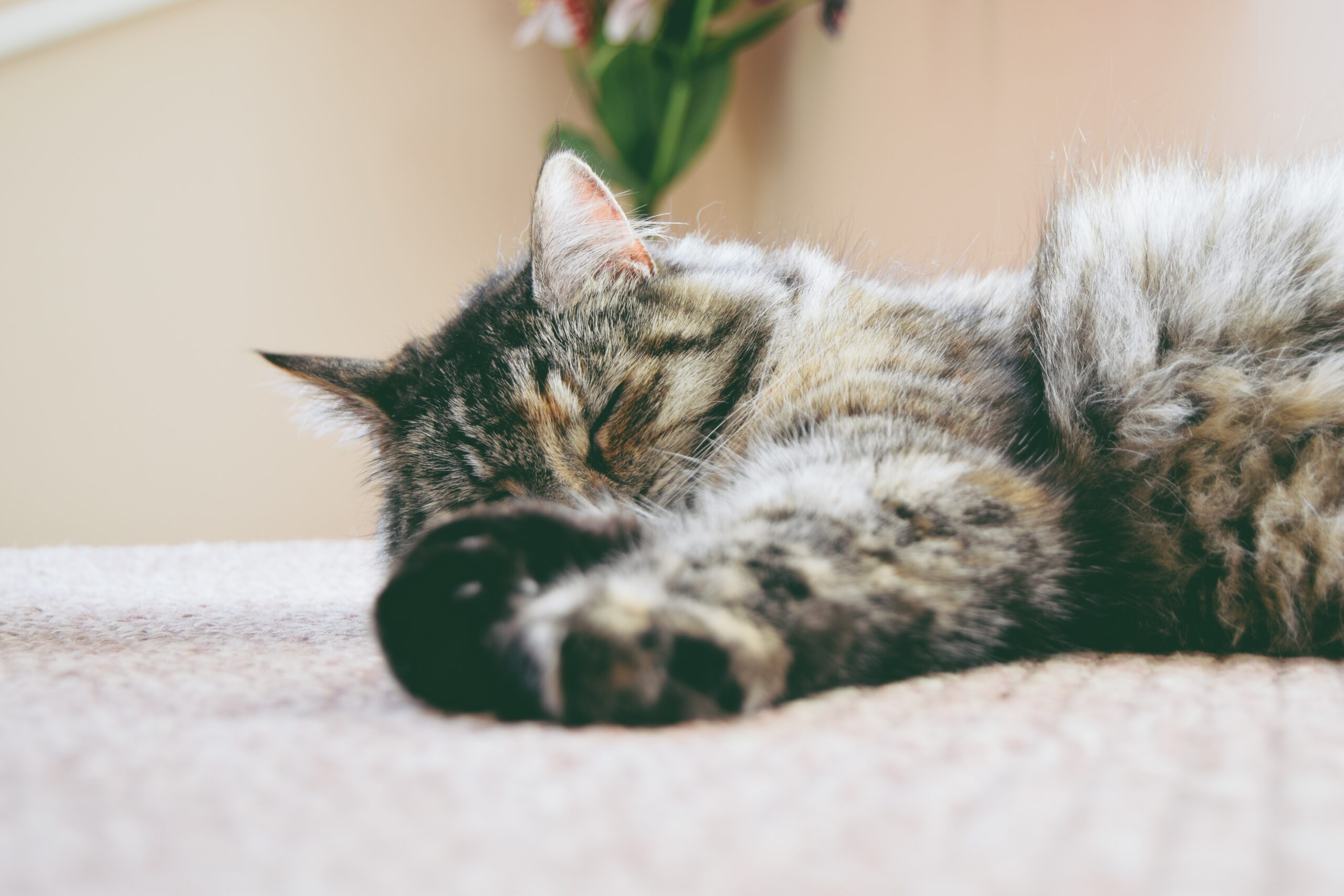 Carpet Cleaning for Families With Pets in West Covina